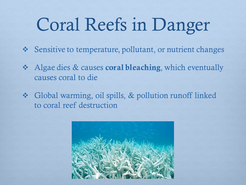 Essay on coral reef destruction